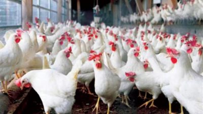أسعار الدواجن اليوم الاثنين 23 ديسمبر، الكتكوت بـ33 جنيها