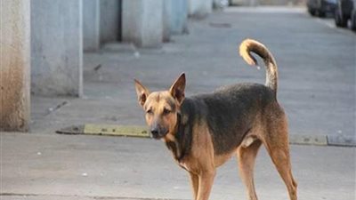 مفاجأة، أدوية إطالة عمر الكلاب قد تطيل حياة الإنسان (دراسة)