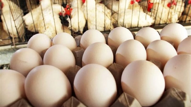 أسعار الدواجن اليوم السبت