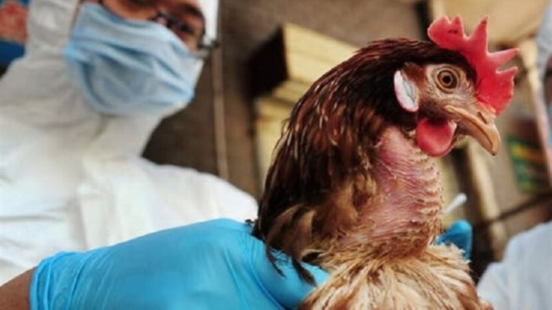 إنفلونزا الطيور في الولايات المتحدة الأمريكية
