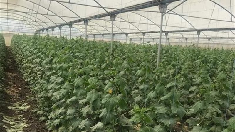 جمهود مصرية ضخمة لزيادة مساحات الأراضي الزراعية - أرشيفية