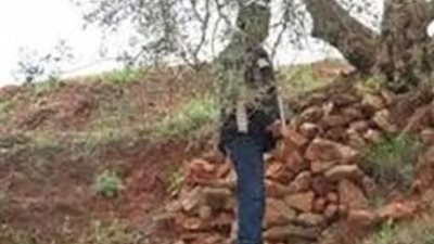 كشف لغز العثور على شاب معلق بشجرة بمقابر مصر القديمة