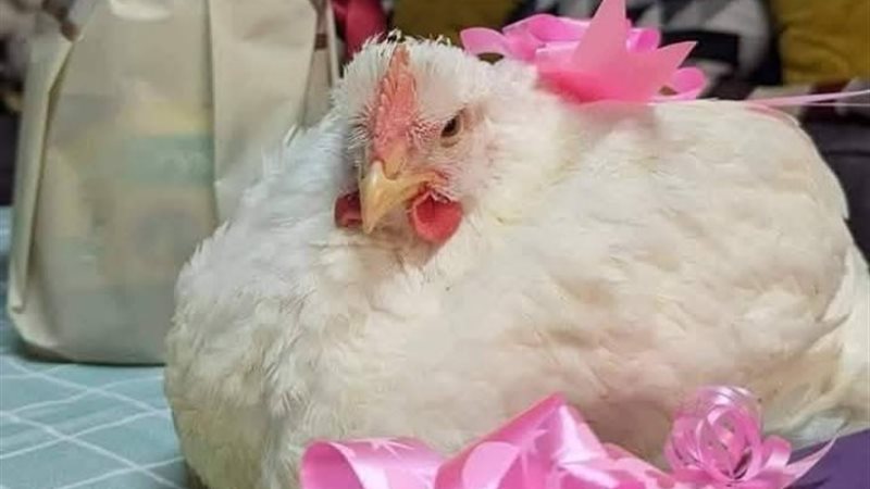 هدية زوج لزوجته في رأس السنة