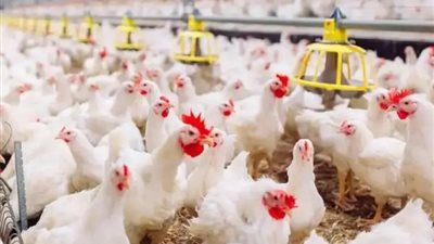 أسعار الدواجن اليوم الإثنين 6 يناير، الساسو بـ75 جنيها