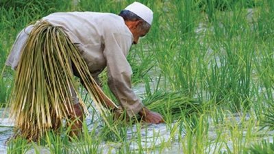 استقرار أسعار الأرز في السوق المحلي اليوم الثلاثاء 7 يناير