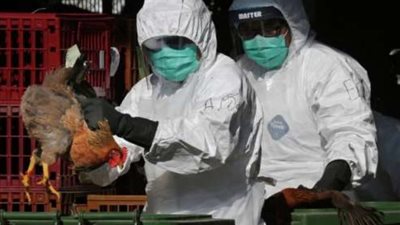 بعد كورونا ومتحورها، أول حالة وفاة بسبب إنفلونزا الطيور «إيه الحكاية»؟