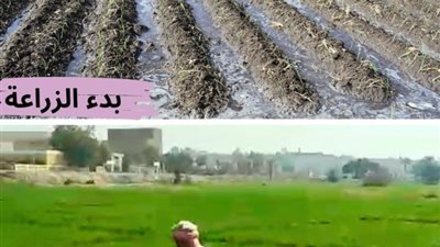 53 فدان قمح وشعير بالموسم الشتوى.. طفرة بمزارع جامعة سوهاج (صور)