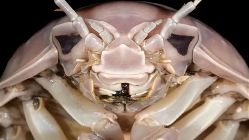 حشرة Bathynomus vaderi