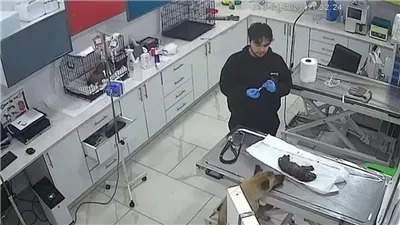 «في كل كبد رطبة أجر».. مشهد مؤثر للأمومة فى العيادة البيطرية