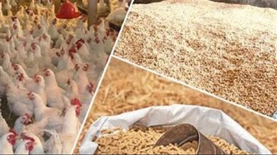 خبير يكشف أسباب أزمة الأعلاف في مصر ويطرح حلولًا عملية