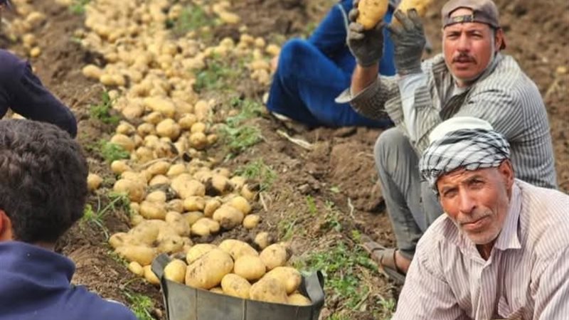 فلاحو المنوفية أثناء حصاد البطاطس 