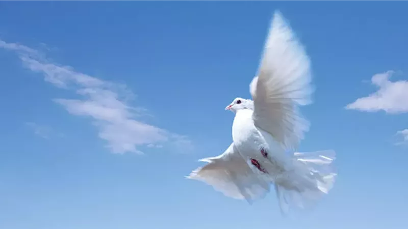 الحمام الزاجل