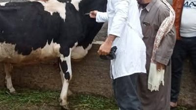 محافظ الدقهلية : تحصين 91 ألف رأس أبقار وأغنام ضد مرض الجلد العقدي