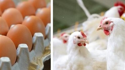 رئيس «منتجي الدواجن» يزف بشرى سارة للمواطنين بدءًا من السبت المقبل