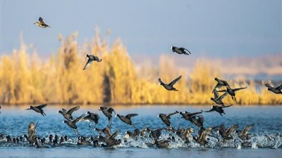 لماذا يحتفل العالم باليوم العالمي للطيور المهاجرة؟