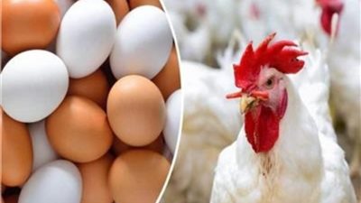 أسعار الدواجن ترتفع في الأسواق بعد تراجعها الأسبوع الماضي