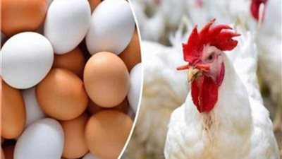أسعار الدواجن اليوم الإثنين 30-10-2023 في الأسواق