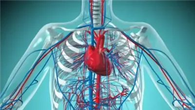الأوعية الدموية في جسم الإنسان تمتد لما يقرب من 100 ألف كيلومتر.. تفاصيل