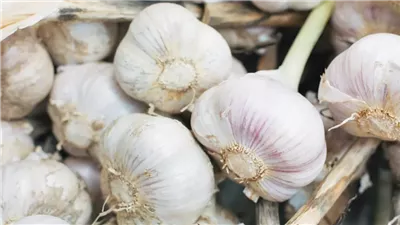 8 فوائد مذهلة لتناول فصوص الثوم على الريق