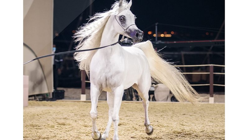 الخيول العربية الأصيلة
