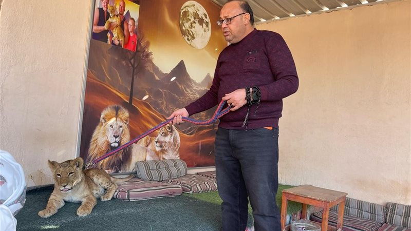 شبل الأسد بالغردقة
