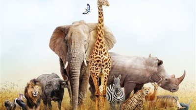 في يومها العالمي، أحياء برية تضحك لاصطياد الفريسة ومنها يتحدث بدون أوتار