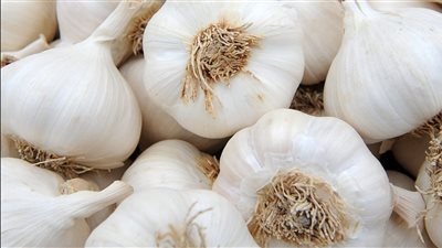 يعزز المناعة ويحمي الجسم.. فوائد لا تعرفها عن الثوم النيء