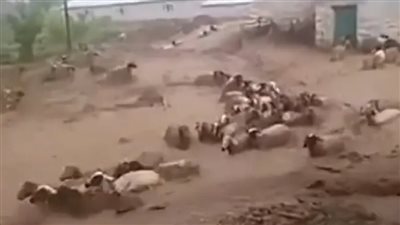 «الانتقام الإلهي».. حقيقة الفيديو المتداول لسيول جارفة للأغنام في المغرب 