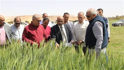 محافظ الوادي الجديد يتفقّد تجربة «تقييم سلالات القمح» بالداخلة