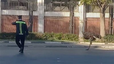 كيف أثارت نعامة كورنيش المعادي الجدل؟ (فيديو)