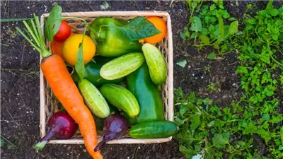  حاتم النجيب: استقرار أسعار الخضراوات والفاكهة رغم زيادة تكاليف النقل