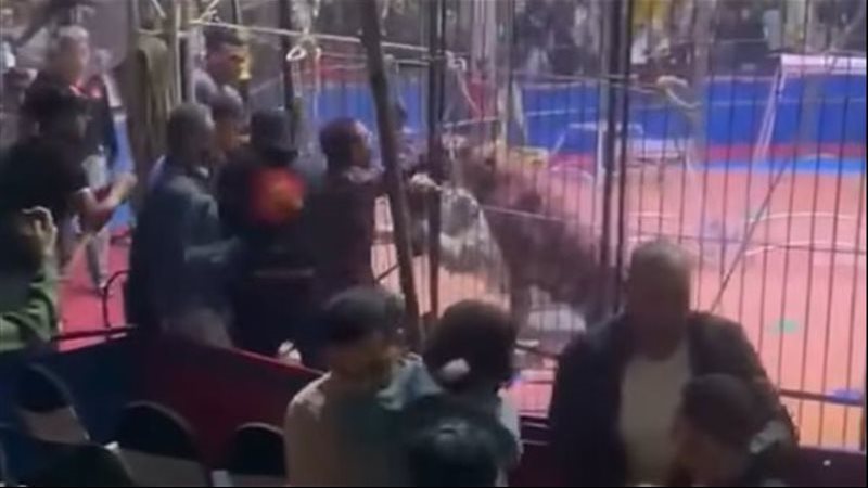 السيرك في طنطا