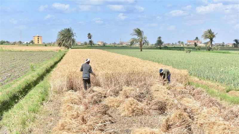 القمح