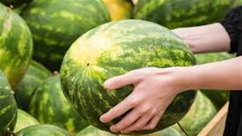 طريقة اختيار البطيخ 