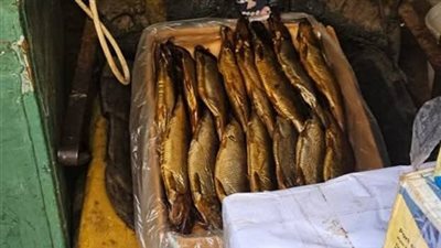 ضبط طن فسيخ ورنجة، وغلق 4 منشآت غذائية بحملات مكثفة بمدينة المنصورة