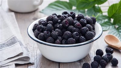 لماذا يجب إضافة التوت الأسود إلى نظامك الغذائي؟ إليك أهم الفوائد