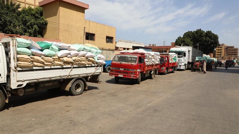 جانب من توريد محصول القمح بالمنوفية 