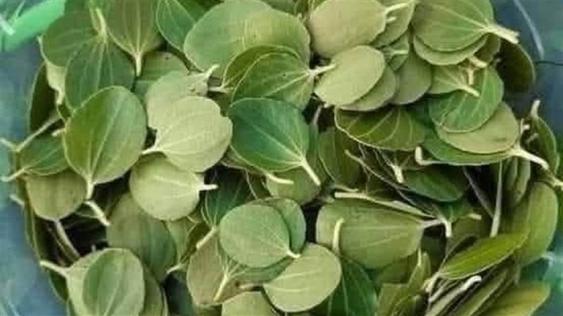  ورق السدر 