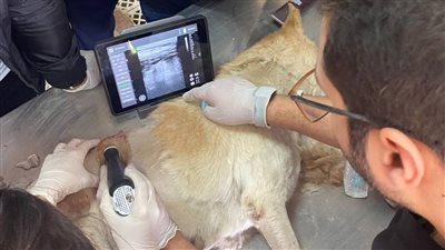 تعاون علمي بين جامعتي سوهاج وقرطبة في مجال الطب البيطري