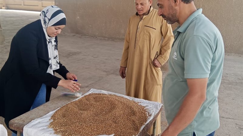 توريد القمح