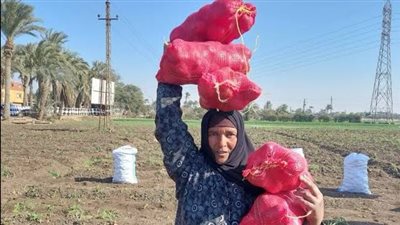 عرق الأرض وحكايات الحصاد.. البدرشين تحتفل بـ موسم البطاطس (صور)