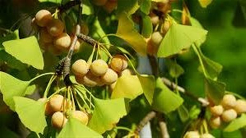 فوائد الجنكة بيلوبا 