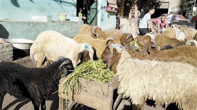 كل ما تريد معرفته عن صكوك الأضاحي.. الشروط والخطوات والفوائد