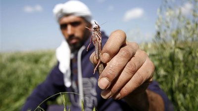 بعد انتشار الجراد في ليبيا وضعف مكافحته.. هل يصل إلى مصر؟