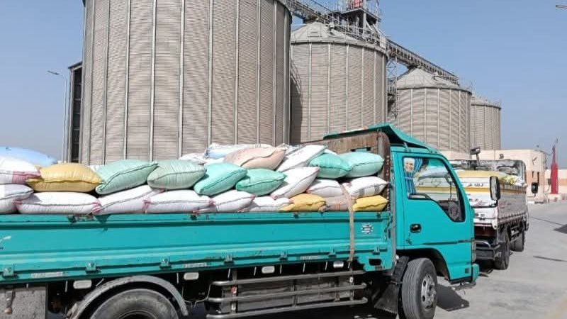 توريد القمح بالشرقية