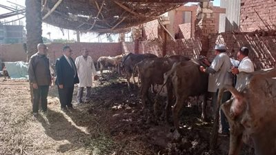 محافظ الدقهلية : تحصين 172 ألف رأس ماشية ضد الحمي القلاعية وحمي الوادي المتصدع