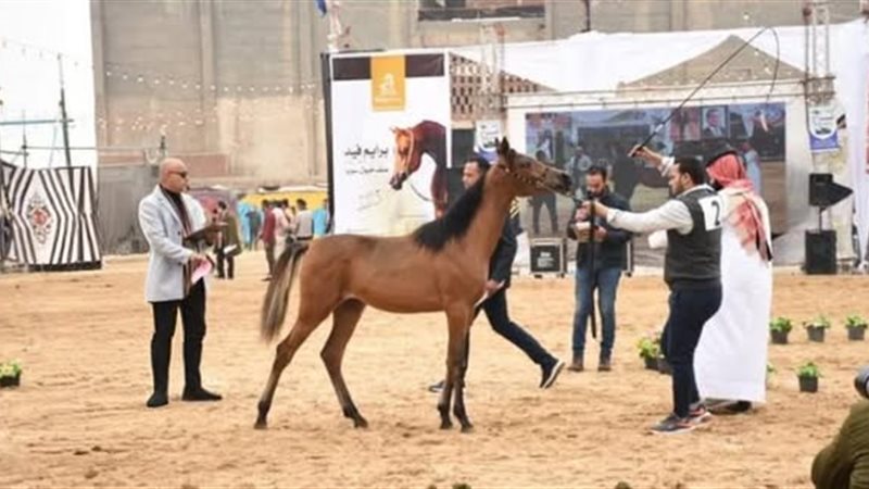 محطة الخيول العربية