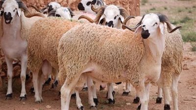 «الأوقاف»: إطلاق حملة صكوك الأضاحي للعام 1446هـ / 2025م
