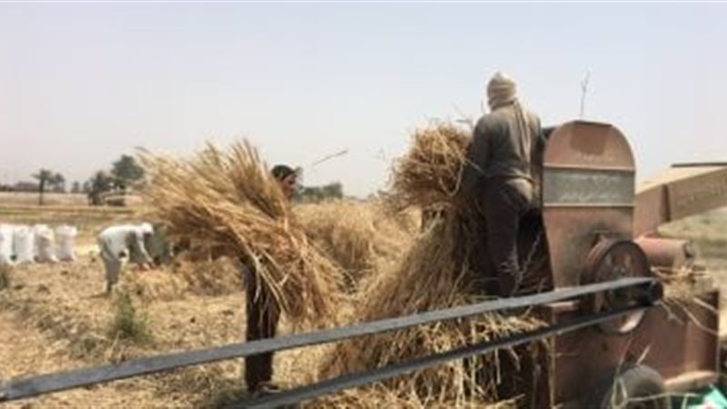 دراس القمح
