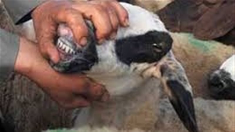 الأضاحي - ارشيفية